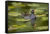 Moorhen in Water-null-Framed Stretched Canvas