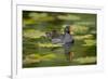 Moorhen in Water-null-Framed Photographic Print