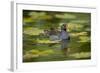 Moorhen in Water-null-Framed Photographic Print