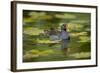 Moorhen in Water-null-Framed Photographic Print