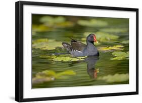 Moorhen in Water-null-Framed Photographic Print
