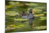 Moorhen in Water-null-Mounted Photographic Print