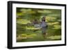 Moorhen in Water-null-Framed Photographic Print