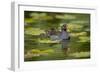 Moorhen in Water-null-Framed Photographic Print