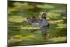 Moorhen in Water-null-Mounted Photographic Print