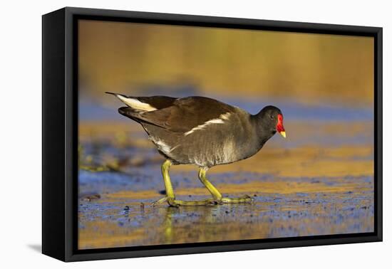 Moorhen Walking on Thin Ice in Early Morning-null-Framed Stretched Canvas