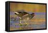 Moorhen Walking on Thin Ice in Early Morning-null-Framed Stretched Canvas