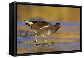 Moorhen Walking on Thin Ice in Early Morning-null-Framed Stretched Canvas