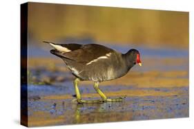 Moorhen Walking on Thin Ice in Early Morning-null-Stretched Canvas