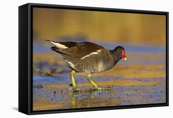 Moorhen Walking on Thin Ice in Early Morning-null-Framed Stretched Canvas