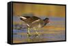 Moorhen Walking on Thin Ice in Early Morning-null-Framed Stretched Canvas