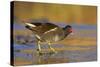 Moorhen Walking on Thin Ice in Early Morning-null-Stretched Canvas