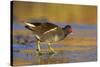 Moorhen Walking on Thin Ice in Early Morning-null-Stretched Canvas