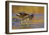 Moorhen Walking on Thin Ice in Early Morning-null-Framed Photographic Print