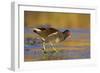 Moorhen Walking on Thin Ice in Early Morning-null-Framed Photographic Print