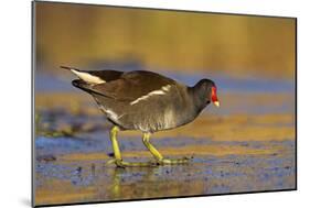 Moorhen Walking on Thin Ice in Early Morning-null-Mounted Photographic Print