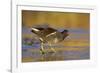 Moorhen Walking on Thin Ice in Early Morning-null-Framed Photographic Print