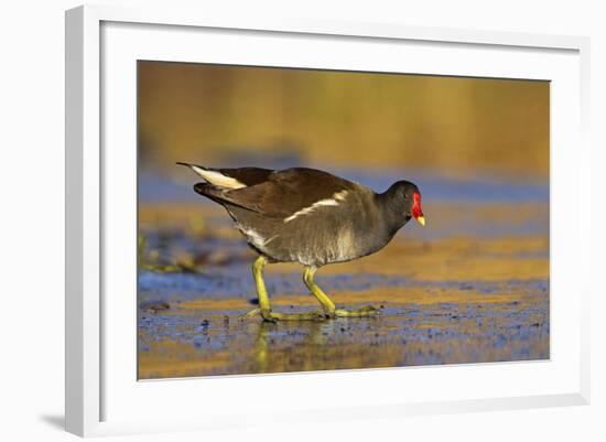 Moorhen Walking on Thin Ice in Early Morning-null-Framed Photographic Print