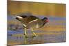 Moorhen Walking on Thin Ice in Early Morning-null-Mounted Photographic Print