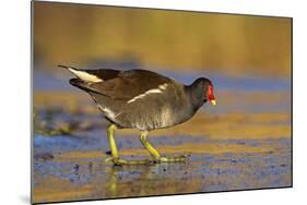 Moorhen Walking on Thin Ice in Early Morning-null-Mounted Photographic Print