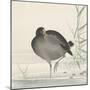 Moorhen-Ohara Koson-Mounted Giclee Print