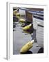 Mooring Buoys at the Center for Wooden Boats, Seattle, Washington, USA-Merrill Images-Framed Premium Photographic Print