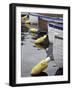 Mooring Buoys at the Center for Wooden Boats, Seattle, Washington, USA-Merrill Images-Framed Photographic Print