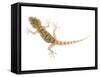 Moorish Gecko Juvenile, Spain-Niall Benvie-Framed Stretched Canvas