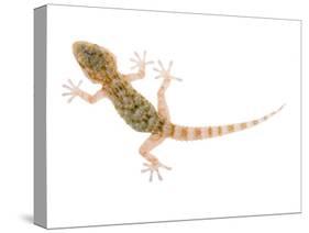 Moorish Gecko Juvenile, Spain-Niall Benvie-Stretched Canvas