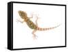 Moorish Gecko Juvenile, Spain-Niall Benvie-Framed Stretched Canvas