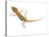 Moorish Gecko Juvenile, Spain-Niall Benvie-Stretched Canvas