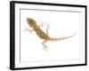 Moorish Gecko Juvenile, Spain-Niall Benvie-Framed Photographic Print