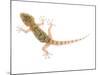 Moorish Gecko Juvenile, Spain-Niall Benvie-Mounted Photographic Print