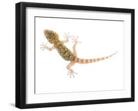 Moorish Gecko Juvenile, Spain-Niall Benvie-Framed Photographic Print