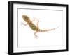 Moorish Gecko Juvenile, Spain-Niall Benvie-Framed Photographic Print