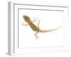 Moorish Gecko Juvenile, Spain-Niall Benvie-Framed Photographic Print