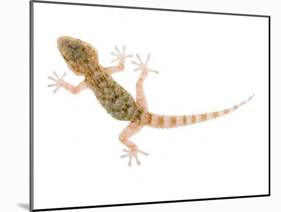 Moorish Gecko Juvenile, Spain-Niall Benvie-Mounted Photographic Print