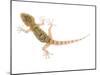 Moorish Gecko Juvenile, Spain-Niall Benvie-Mounted Photographic Print