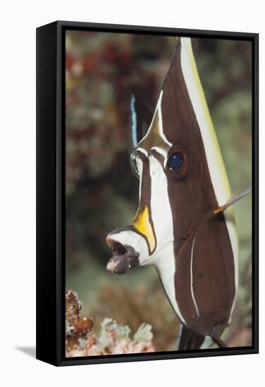 Moorish Idol (Zanclus Cornutus)-Reinhard Dirscherl-Framed Stretched Canvas