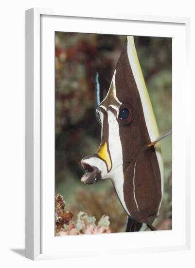 Moorish Idol (Zanclus Cornutus)-Reinhard Dirscherl-Framed Photographic Print