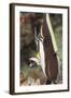 Moorish Idol (Zanclus Cornutus)-Reinhard Dirscherl-Framed Photographic Print