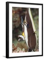 Moorish Idol (Zanclus Cornutus)-Reinhard Dirscherl-Framed Photographic Print