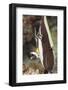 Moorish Idol (Zanclus Cornutus)-Reinhard Dirscherl-Framed Photographic Print