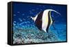 Moorish Idol-Georgette Douwma-Framed Stretched Canvas