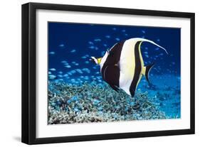 Moorish Idol-Georgette Douwma-Framed Premium Photographic Print