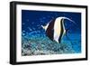 Moorish Idol-Georgette Douwma-Framed Premium Photographic Print