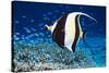 Moorish Idol-Georgette Douwma-Stretched Canvas