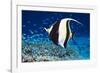 Moorish Idol-Georgette Douwma-Framed Photographic Print