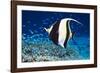 Moorish Idol-Georgette Douwma-Framed Photographic Print