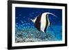 Moorish Idol-Georgette Douwma-Framed Photographic Print